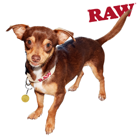 RAW Dog Collar Canada