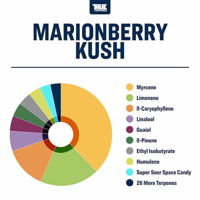 Marionberry Kush True Terpenes Live Resin Alchemy Canada