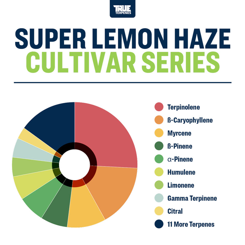 Super Lemon Haze True Terpenes Canada