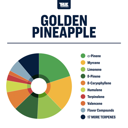 Golden Pineapple Strain Profile True Terpenes Canada