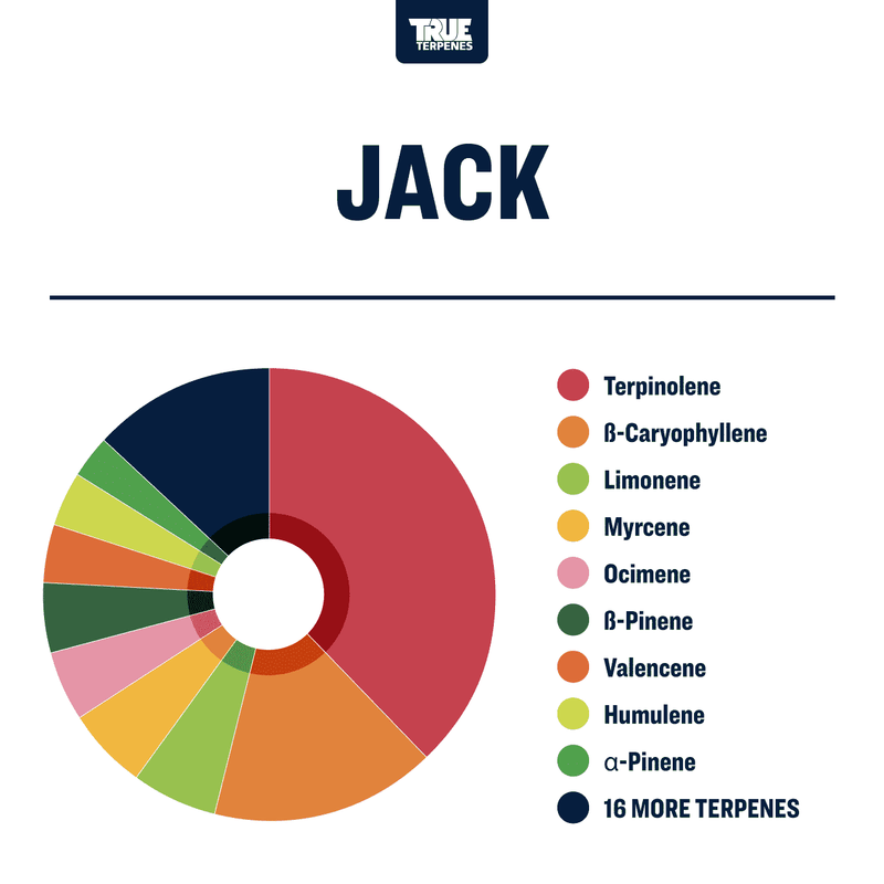 Jack Herer Strain Profile True Terpenes Canada